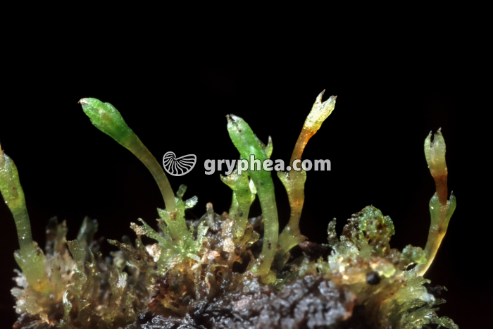 Prêle - Embryons sur leurs prothalles (espèce non déterminée) - gryphea.com